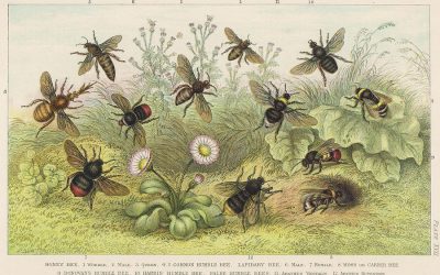 John D’s Top Ten Books on Beekeeping