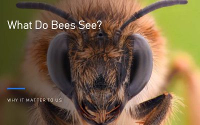 What Do Bees See