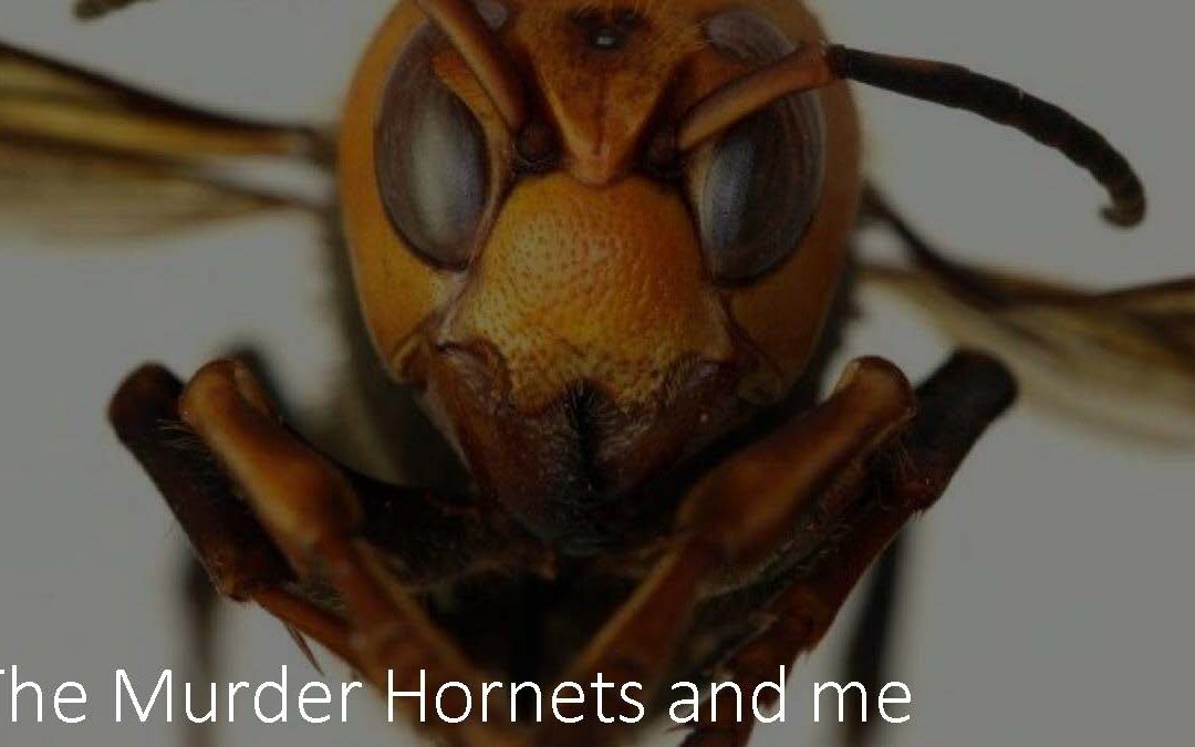 The Murder Hornets and me
