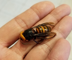 Asian Giant Hornet – Looking Back, Looking Forward