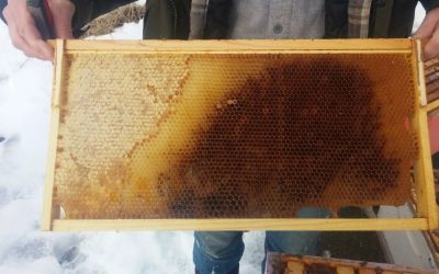 Why did my Honey Bees die?