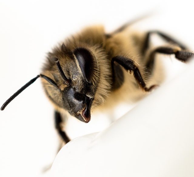 BC Provincial Apiculture Beekeeper Resources