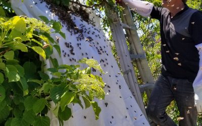 Swarm Catching