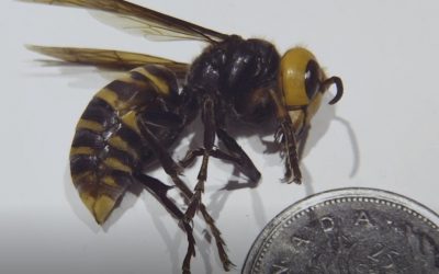 Asian Giant Hornet – Monitoring on the Central Island 2021