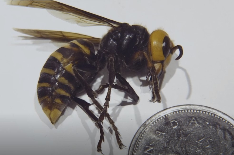 Asian Giant Hornet – Monitoring on the Central Island 2021