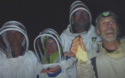 Farm Crime – Invasion of the Murder Hornets