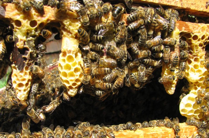 Producing Queen Cups for Grafting